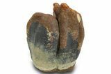 Fossil Woolly Rhino (Coelodonta) Tooth Crown - Siberia #380725-1